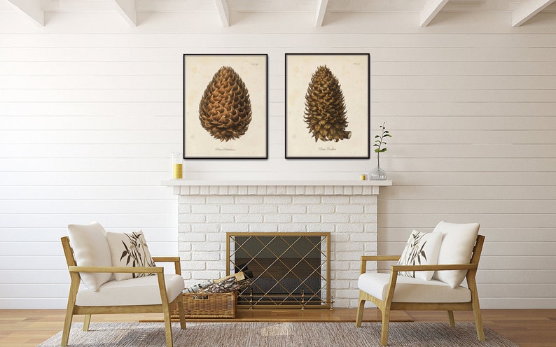 Vintage Pinecone Print Set, Giclee, Art Print, Botanical Print Set, Conifer Prints, Rustic Cabin Art, Woodland Art, Botanical Prints image 5