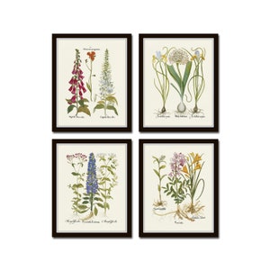 Antique Botanical Print Set No. 33, Botanical Prints, Botanical Art, Botanical Print Set, Giclee, Art Prints image 1