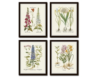 Antique Botanical Print Set No. 33, Botanical Prints, Botanical Art, Botanical Print Set, Giclee, Art Prints