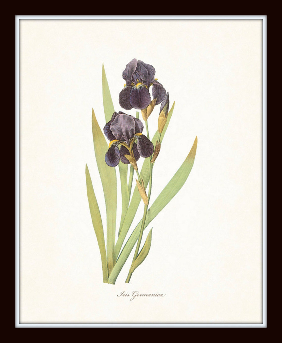 Antique Iris Botanical Print Set No.1 Redoute Botanicals - Etsy