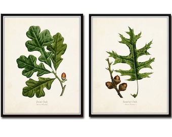 Vintage Oak Leaf Print Set No. 5, Botanical Print, Vintage Botanical, Giclee, Art, Oak Leaf, Vintage Botanical, Leaf Prints, Illustration