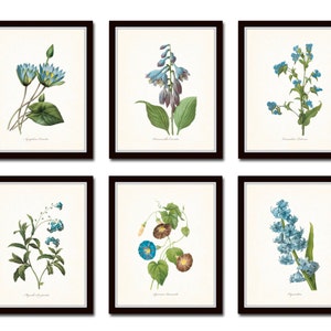 Blue Botanical Print Set No. 2, Vintage Botanical Prints, Giclee, Home Decor Wall Art, Flower Art, Blue Flower Prints, Antique Botanical Art