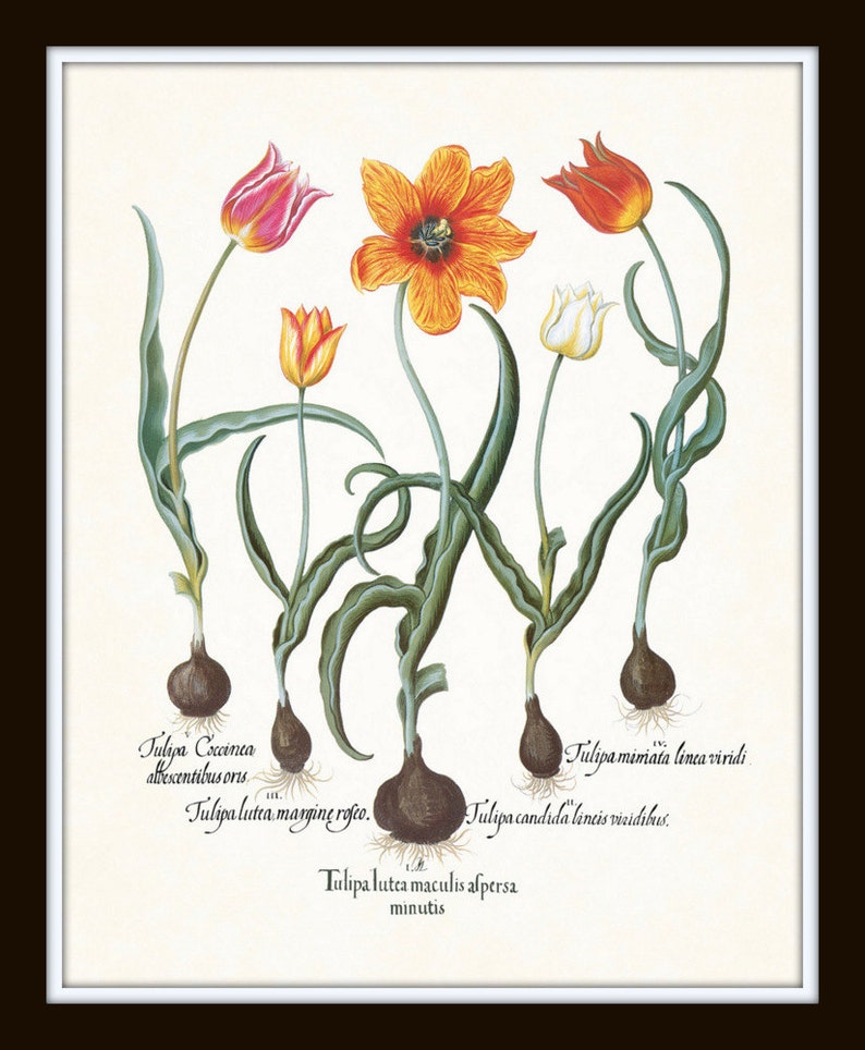 Antique Tulips Print Set No. 1 Botanical Prints Botanical Etsy