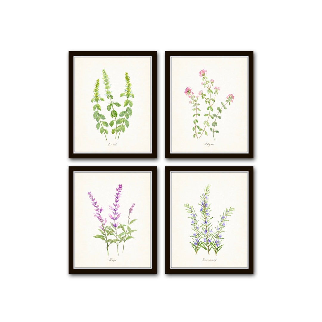botanical herb prints set of 4 unframed botanical herb... Watercolor Flowering Herbs Print Set No. 3, Botanical Prints, Giclee ...