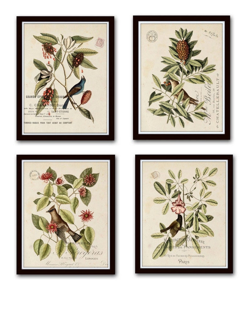 Vintage Bird and Botanical Print Set No.1, Giclee, Art Prints, Antique Botanical Prints, Wall Art,Vintage Bird Prints, Mark Catesby, Collage image 1