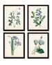 Botanical Print Set, Redoute Botanical Prints, Art Prints, Giclee, Blue Botanical Prints, Gallery Wall Art, Wall Art, Blue Flower Prints 