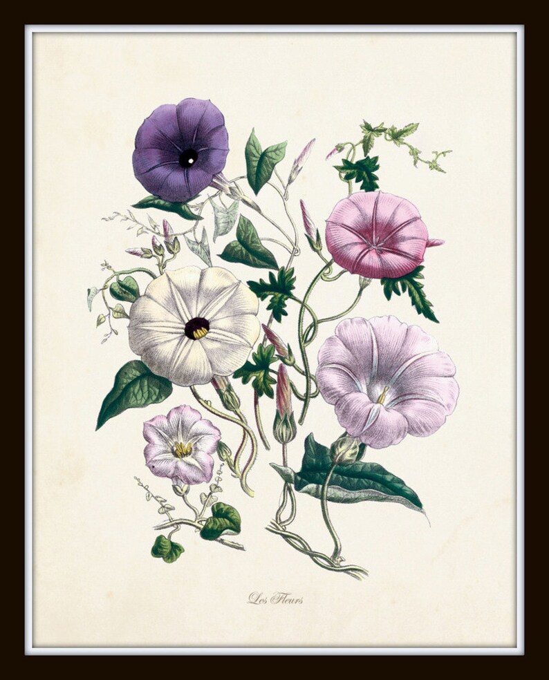 Les Fleurs Print Set No. 7, Botanical Prints, Giclee, Art Print, Antique Botanical Prints, Flower Prints, Botanical Print Set, Illustration image 3