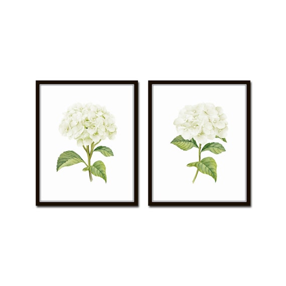 White Watercolor Hydrangea Print Set No. 2,  Giclee, Botanical Print Set, Hydrangea Print, Watercolor Botanical Prints, White Flower Prints
