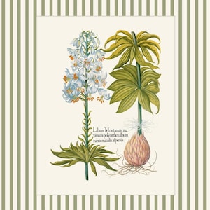 May include: A vintage botanical illustration of a white lily with green leaves and a pink bulb. The text reads "Lilium Montanum ma. ximum polyanthos album rubris maculis aspersus."