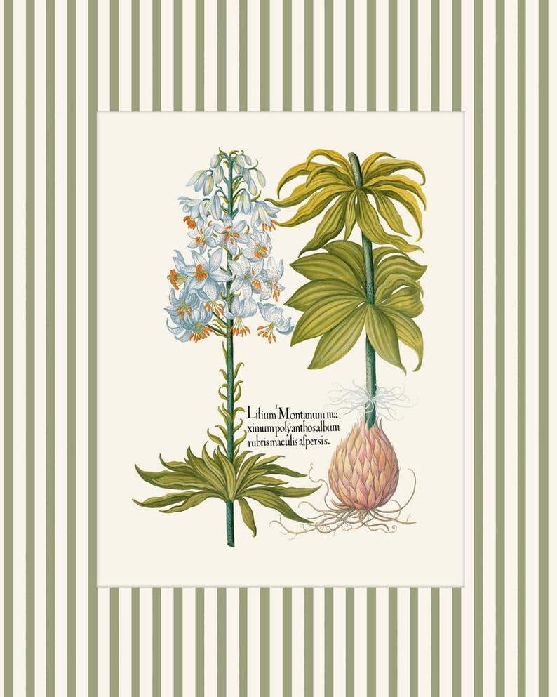 May include: A vintage botanical illustration of a white lily with green leaves and a pink bulb. The text reads "Lilium Montanum ma. ximum polyanthos album rubris maculis aspersus."