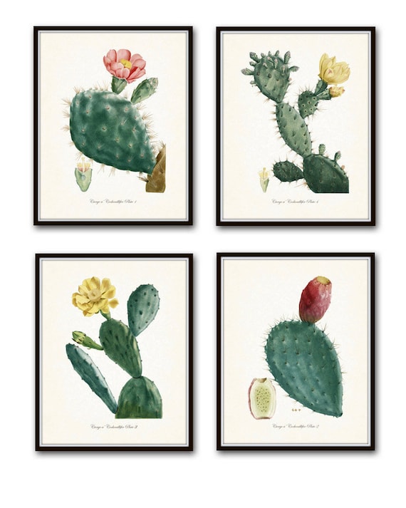 French Cactus Botanical Print Set No. 1, Giclee, Art Prints, Antique  Botanical Prints, Wall Art, Prints, Cactus Prints, Desert Art, Flowers -  Etsy