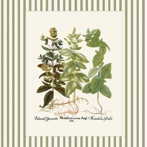 Op de afbeelding: Een vintage botanische illustratie van drie soorten muntplanten: Balsamia Officinarum, Menthastrum Vivum Anglicum en Menthastrum Sylvestre. De planten zijn gedetailleerd afgebeeld met hun bladeren, stengels en wortels.