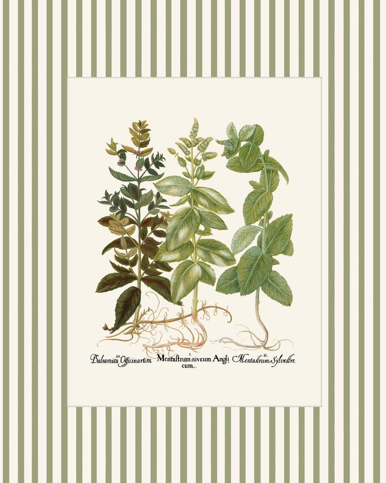 Op de afbeelding: Een vintage botanische illustratie van drie soorten muntplanten: Balsamia Officinarum, Menthastrum Vivum Anglicum en Menthastrum Sylvestre. De planten zijn gedetailleerd afgebeeld met hun bladeren, stengels en wortels.