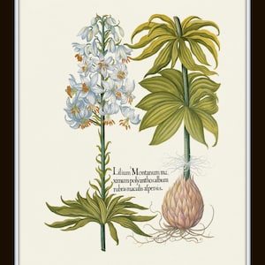 May include: Botanical illustration of two types of lilies. One features white flowers with orange accents, the other has large green leaves. The image includes text in a vintage style, set against a cream background, framed in white and black.