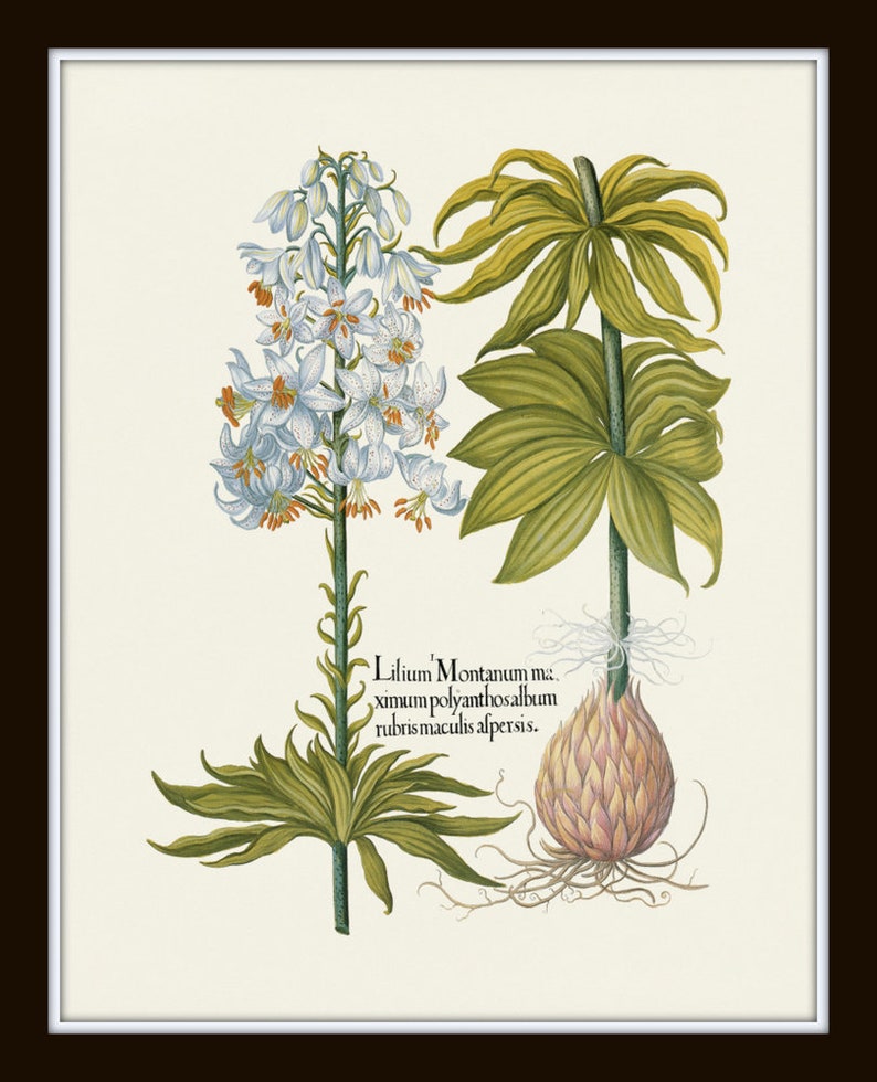 May include: Botanical illustration of two types of lilies. One features white flowers with orange accents, the other has large green leaves. The image includes text in a vintage style, set against a cream background, framed in white and black.