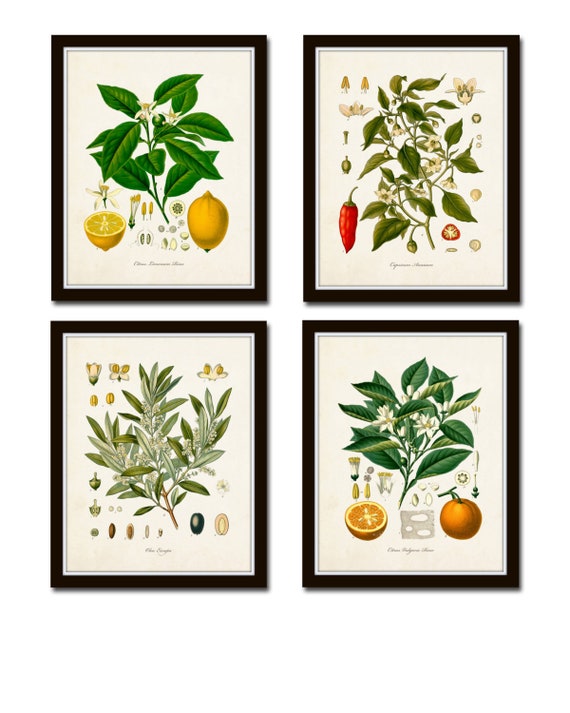Vintage Fruit Print Set No. 20, Kohler Fruit Prints, Botanical