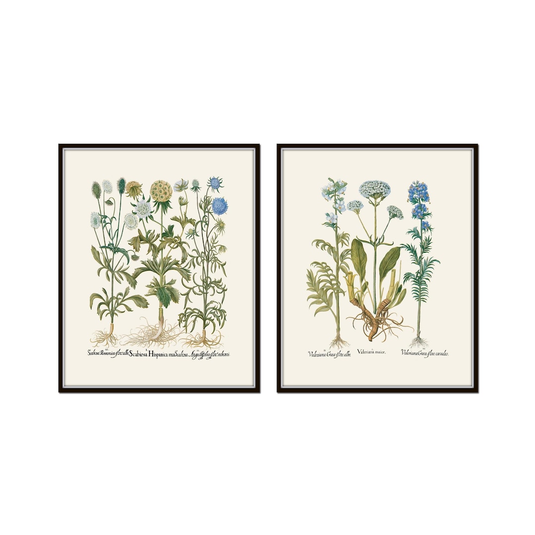 Antique Botanical Print Set No. 38. Botanical Art, Giclee, Wall Art ...