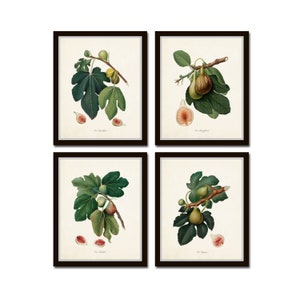Italian Vintage Fig Print Set No. 3, Vintage Botanical Art, Italian Fruit Prints, Giclee, Home Decor, Wall Art, Kitchen Art