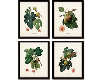 Italian Vintage Fig Print Set No. 3, Vintage Botanical Art, Italian Fruit Prints, Giclee, Home Decor, Wall Art, Kitchen Art