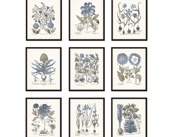 Vintage Sepia and Blue Botanical Print Set, Gallery Wall Set, Botanical Art, Vintage Botanical Print. Vintage Botanical Art, Grandmillennial