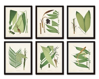 Palm Fronds Print Set No. 1, Botanical Prints, Giclee, Art, Beach Style, Coastal Art, Botanical Print Set, Palm Tree, Tropical