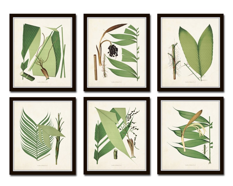 Palm Fronds Print Set No. 1, Botanical Prints, Giclee, Art, Beach Style, Coastal Art, Botanical Print Set, Palm Tree, Tropical image 1