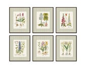 Green Striped Antique Botanical Print Set No. 3, Vintage Botanical Prints, Botanical Art, Giclee, Home Decor, Wall Art, Grandmillennial Art