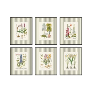 May include: Six framed botanical prints with a green and white striped background. Each print features a different flower with its Latin name and common name written below.