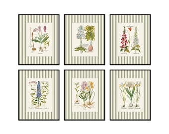 May include: Six framed botanical prints with a green and white striped background. Each print features a different flower with its Latin name and common name written below.