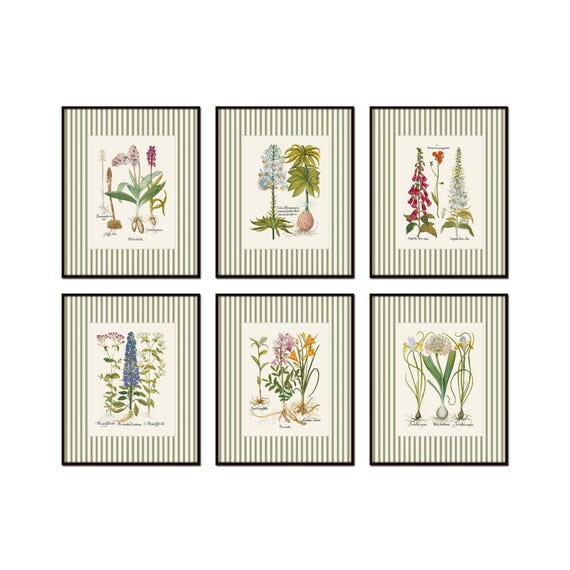 Green Striped Antique Botanical Print Set No. 3, Vintage Botanical Prints, Botanical Art, Giclee, Home Decor, Wall Art, Grandmillennial Art