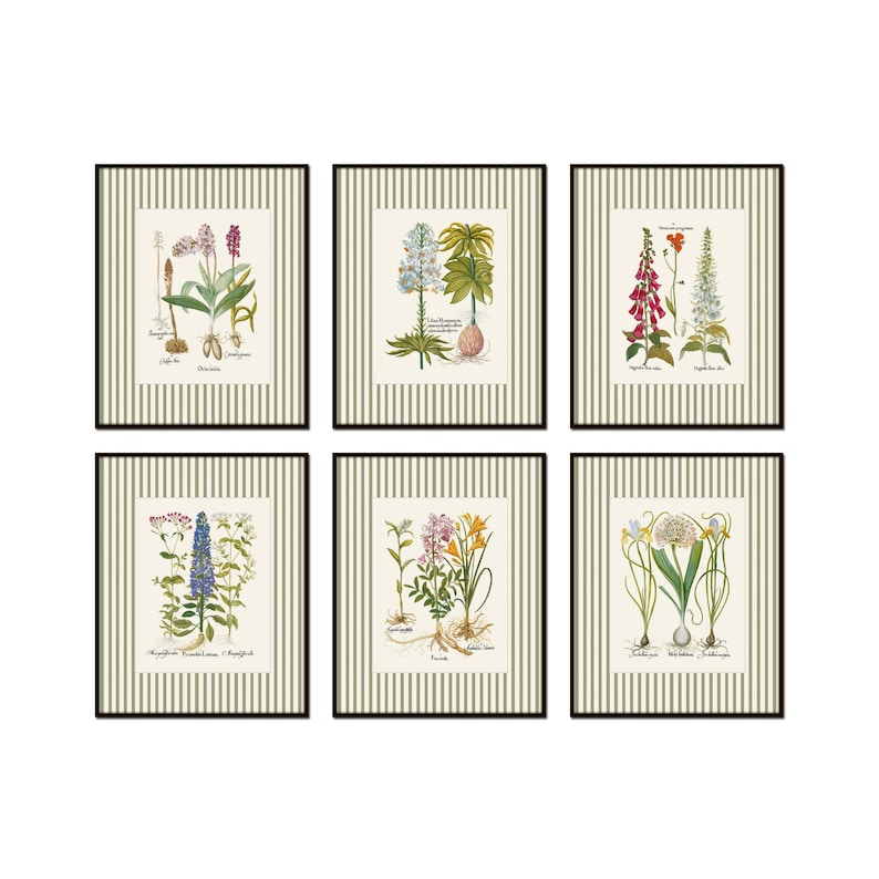 May include: Six framed botanical prints with a green and white striped background. Each print features a different flower with its Latin name and common name written below.
