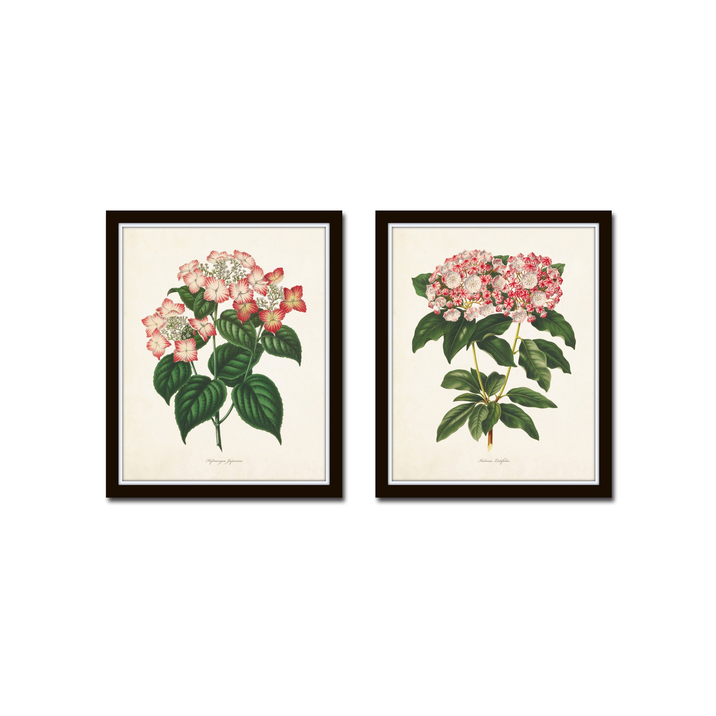 Botanical Print Set No. 11 Botanical Art Botanical Prints Etsy