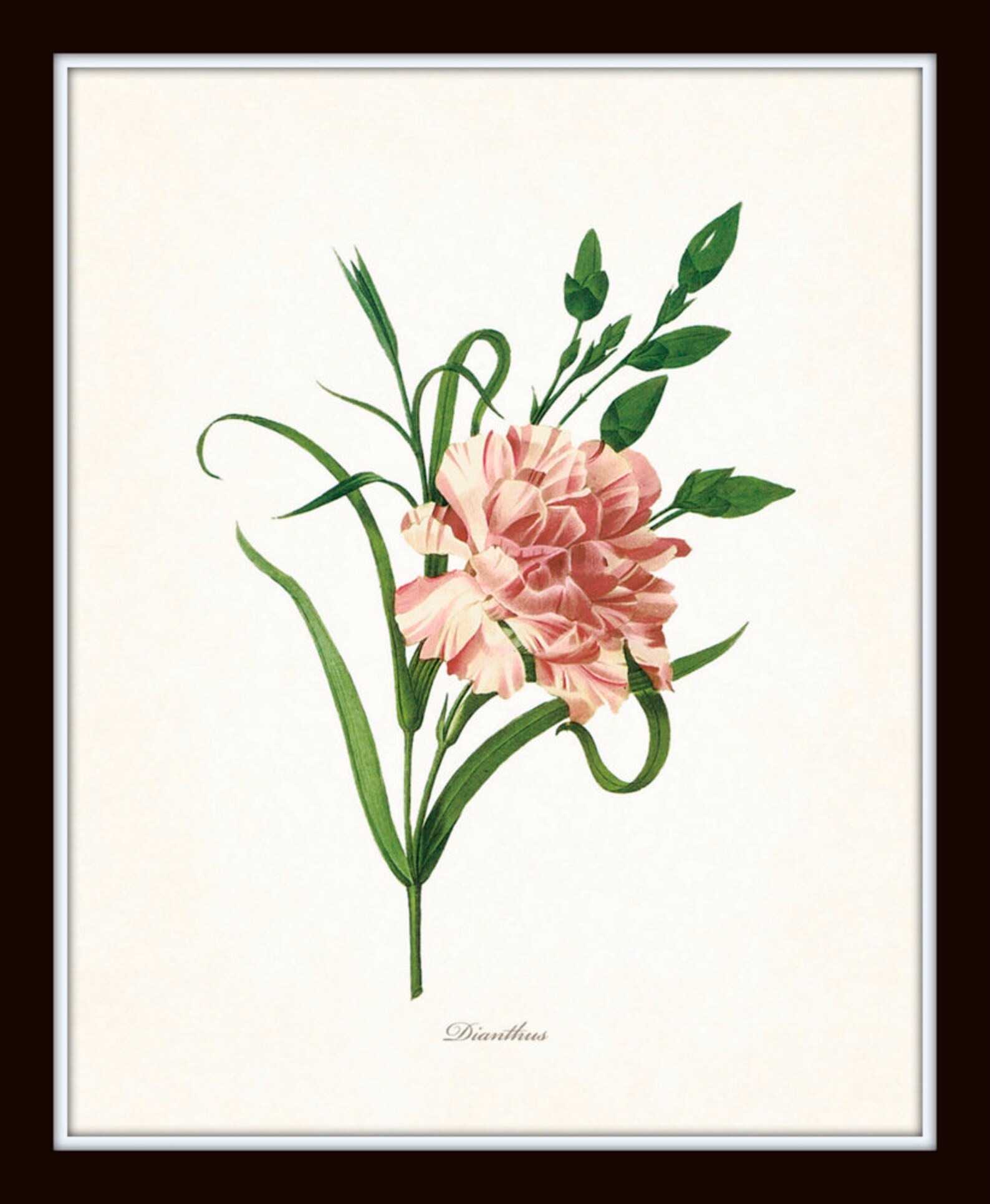 Pink Botanical Print Set No. 12, Redoute Botanical Prints, Giclee, Art ...