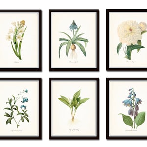 Botanical Garden Print Set No. 11, Redoute Botanical Prints, Giclee, Home Decor, Antique Botanicals, Wall Art, Print Set, Blue White Flowers