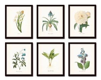 Botanical Garden Print Set No. 11, Redoute Botanical Prints, Giclee, Art Print, Antique Botanicals, Wall Art, Print Set, Blue White Flowers