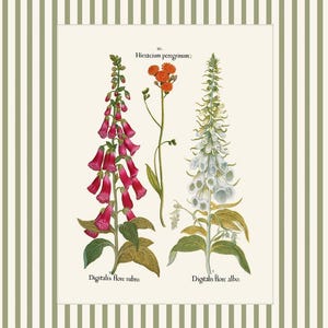 May include: An illustration of three flowers. The flowers are labeled "Hieracium peregrinum", "Digitalis flore rubro", and "Digitalis flore albo".