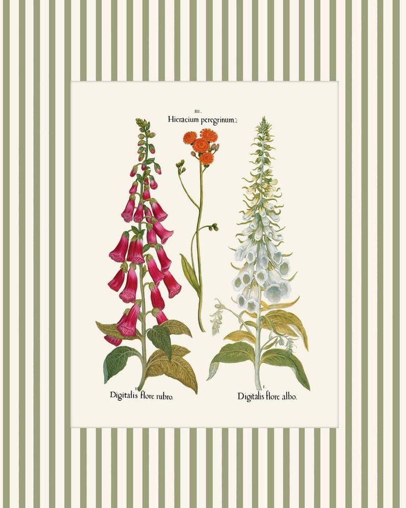 May include: An illustration of three flowers. The flowers are labeled "Hieracium peregrinum", "Digitalis flore rubro", and "Digitalis flore albo".