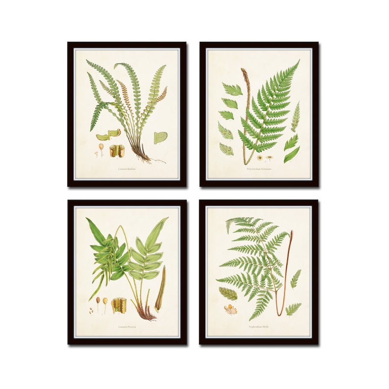 Giclee Large Art Prints Fern Prints British Ferns Print Set No 10 Botanical Art Botanical Prints Art Prints Antique Botanical Art Collectibles Prints Lifepharmafze Com