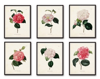 French Camellias Print Set No. 6, Botanical Prints, Giclee, Art Print, Antique Botanical Prints, Camellia, Flower Prints, Collage, Wall Art