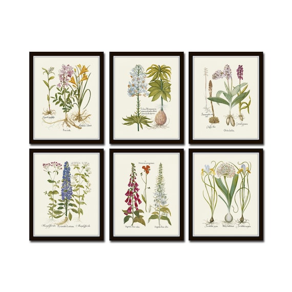 Botanical prints clearance