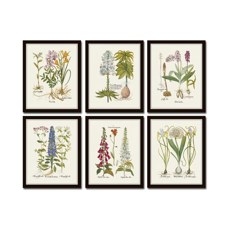 May include: Set of six framed botanical prints featuring detailed illustrations of various flowers and plants. Each print showcases a different species with scientific names, presented on a cream-colored background with a dark brown frame.
