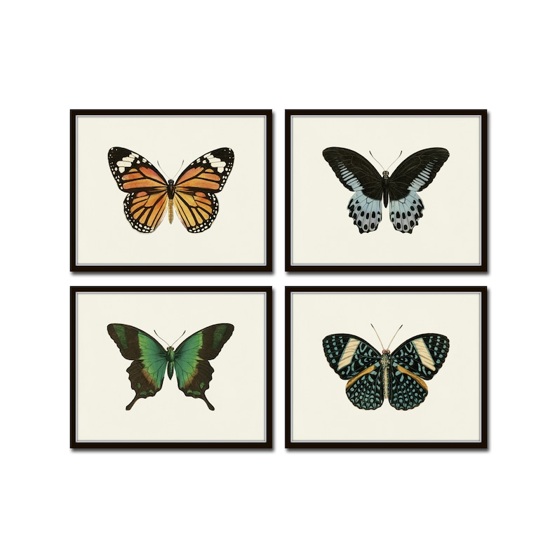Puede incluir: Conjunto de cuatro ilustraciones de mariposas enmarcadas. Cada marco presenta una especie de mariposa diferente con detalles intrincados y colores vibrantes. Las mariposas se representan con las alas extendidas, mostrando sus patrones y texturas &uacute;nicos.