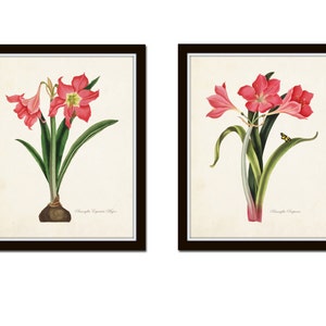 Amaryllis Botanical Print Set, Art Prints, Flower Art, Antique Botanical, Vintage Botanical, Christmas Art, Giclee, Botanical Art