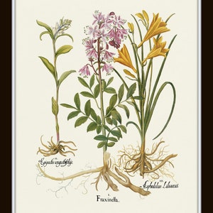 May include: A botanical illustration of three plants: Fraxinella with pink flowers, Epipactis angustifolia with white flowers, and Asphodelus Lilaceus with yellow flowers. The plants are depicted with their roots and leaves.