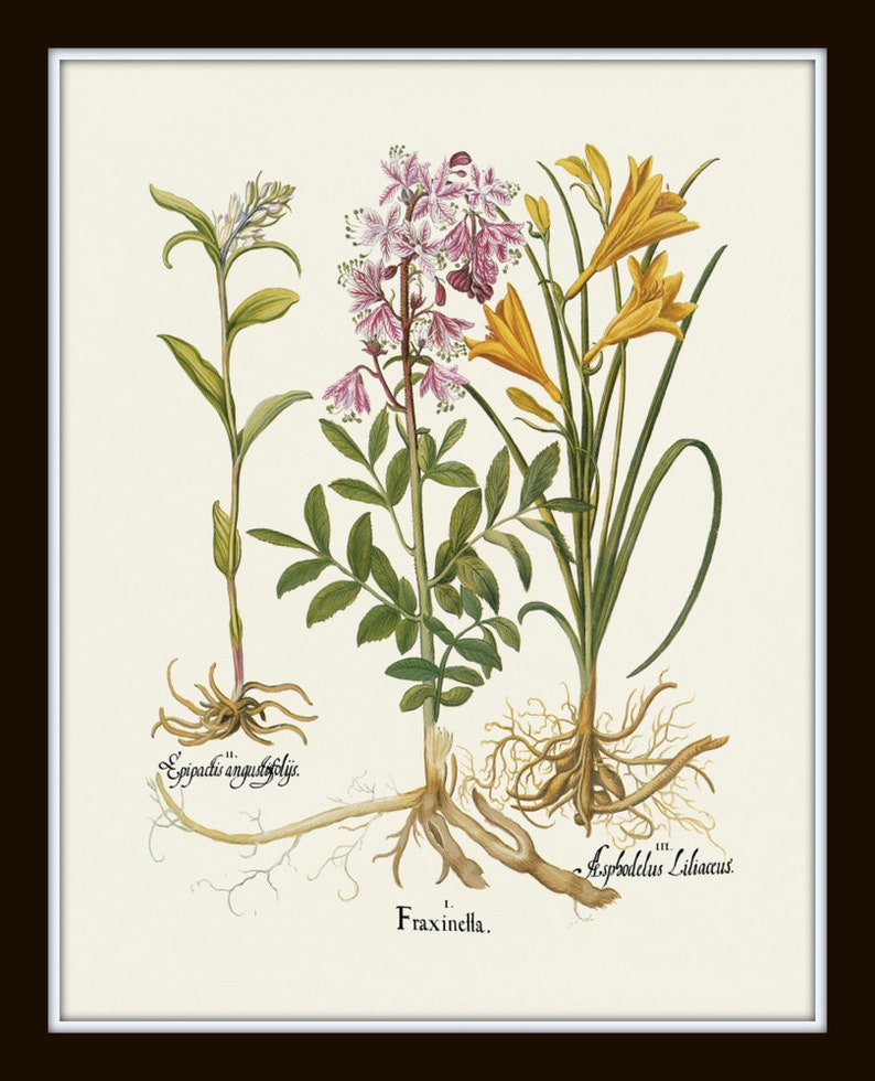 May include: A botanical illustration of three plants: Fraxinella with pink flowers, Epipactis angustifolia with white flowers, and Asphodelus Lilaceus with yellow flowers. The plants are depicted with their roots and leaves.