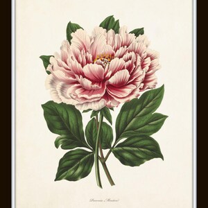 May include: A vintage botanical illustration of a pink and white peony flower with green leaves. The flower is in bloom and has a delicate, layered appearance. The illustration is labeled "Paeonia. (Houston)".