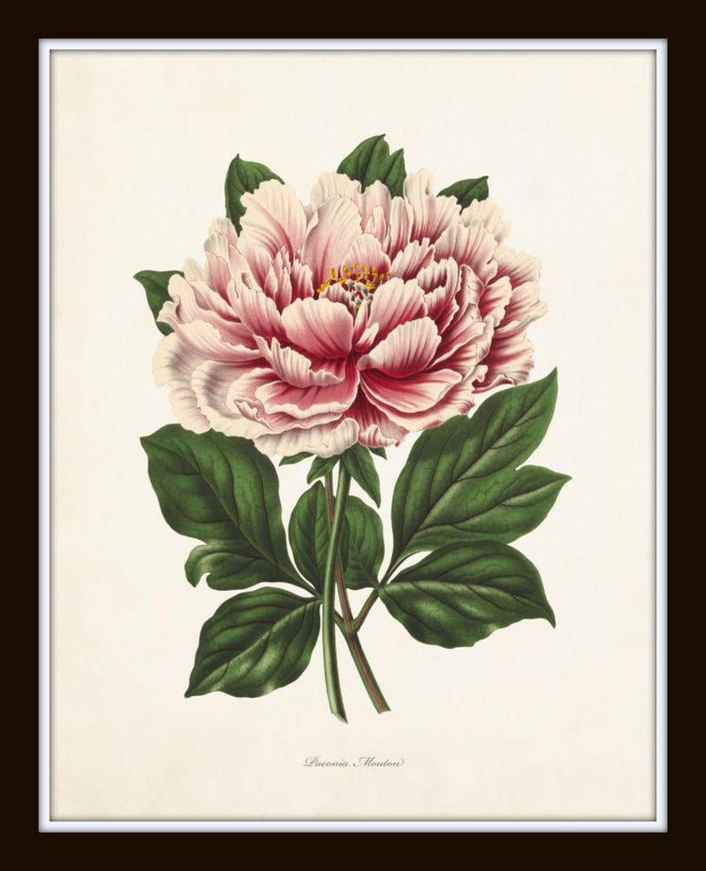 Peony Botanical Print No. 22 Peony Prints Botanical Art | Etsy