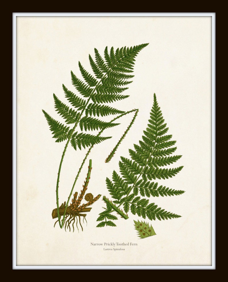 Vintage Ferns Print Set No. 26, Giclee, Botanical Art, Botanical Print Set, Vintage Fern Prints, Wall Decor Living Room, Wall Art image 5