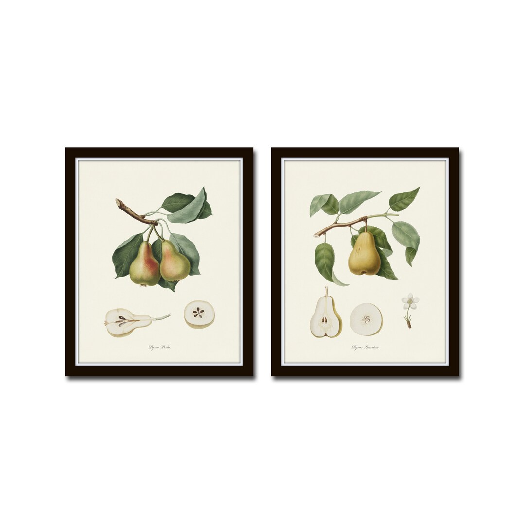 Vintage Pears Print Set, Pear Prints, Wall Decor, Vintage Fruit Prints
