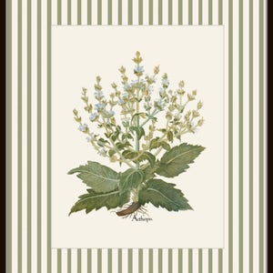 Op de afbeelding: Een vintage botanische illustratie van een wit bloeiende plant met groene bladeren en een bruin wortelstelsel. De plant is gelabeld met "Aethiopis".